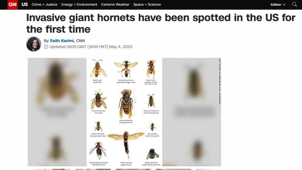 『大黄蜂』美国遭亚洲“杀人大黄蜂”入侵：体长超5厘米 毒液可致命
