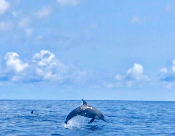 「海豚」疫情期间游客锐减生态恢复 泰国南部海域宽吻海豚频繁出现