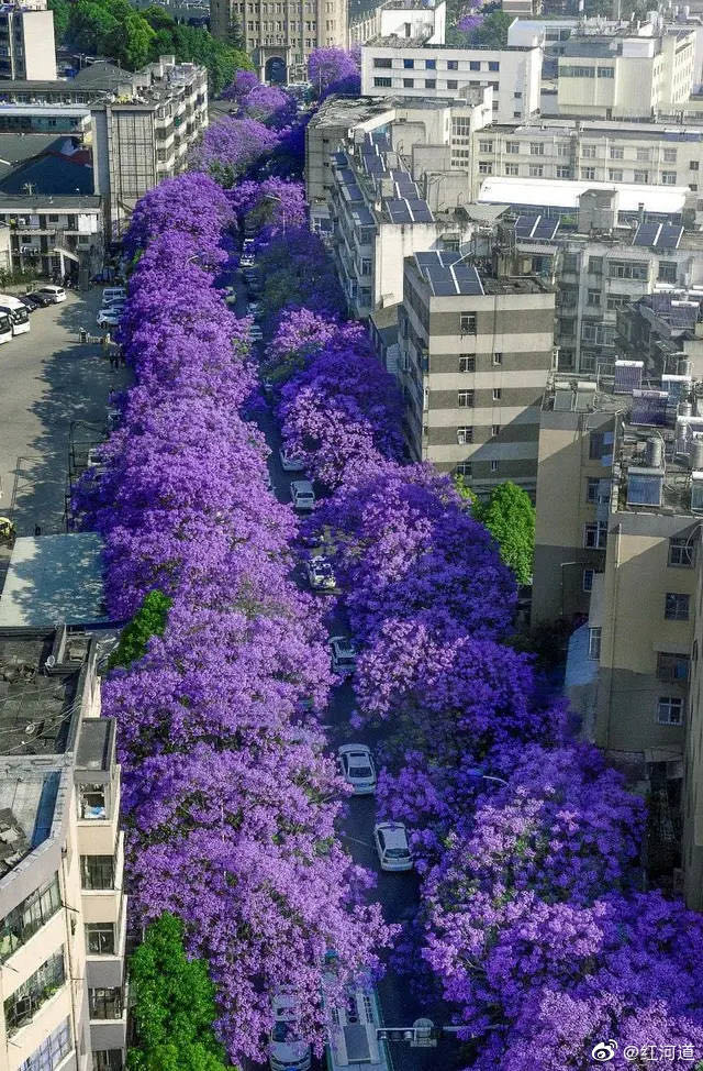 比起春天的樱花,蓝花楹让昆明的夏天更具文艺气质,盛放在路边,江边