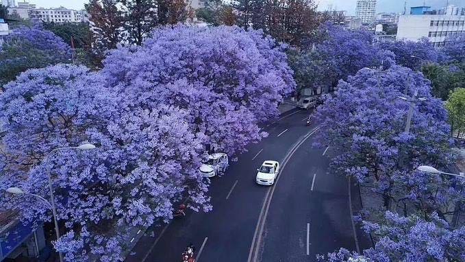 比起春天的樱花,蓝花楹让昆明的夏天更具文艺气质,盛放在路边,江边