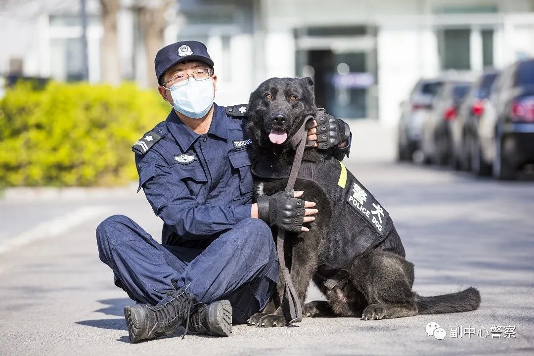 警犬当“汪星人”加入警队后……