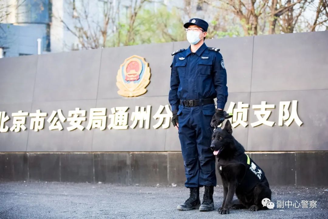 警犬当“汪星人”加入警队后……