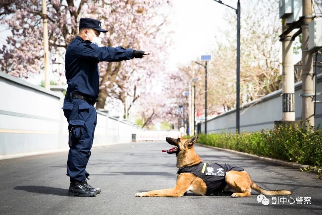 警犬当“汪星人”加入警队后……