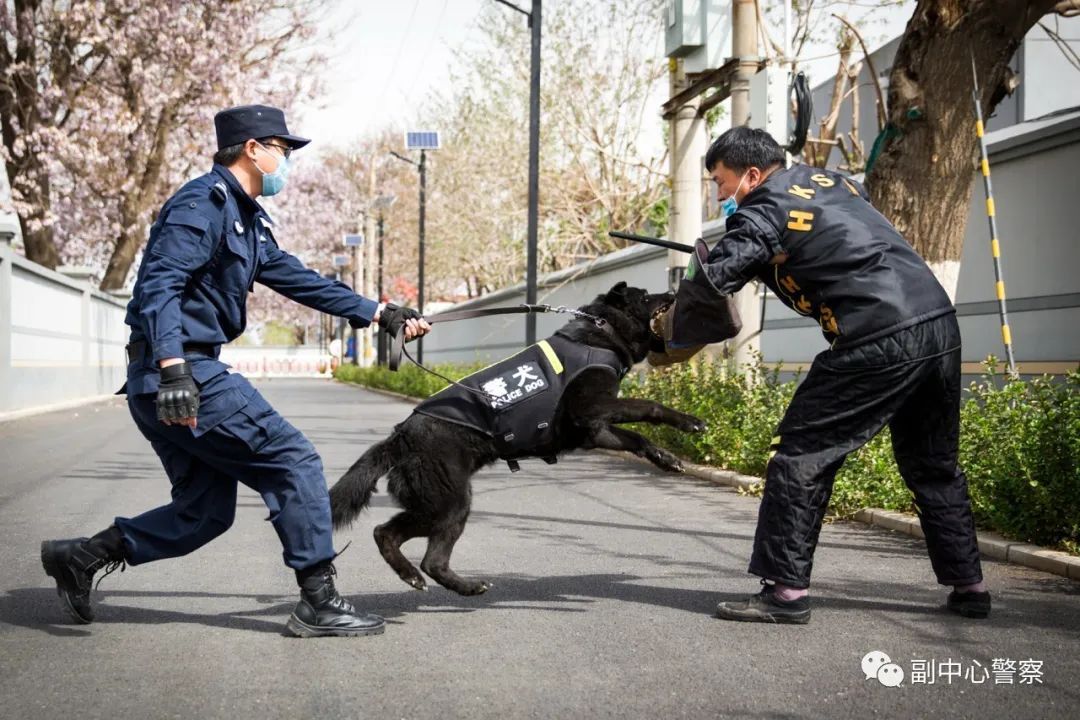 警犬当“汪星人”加入警队后……