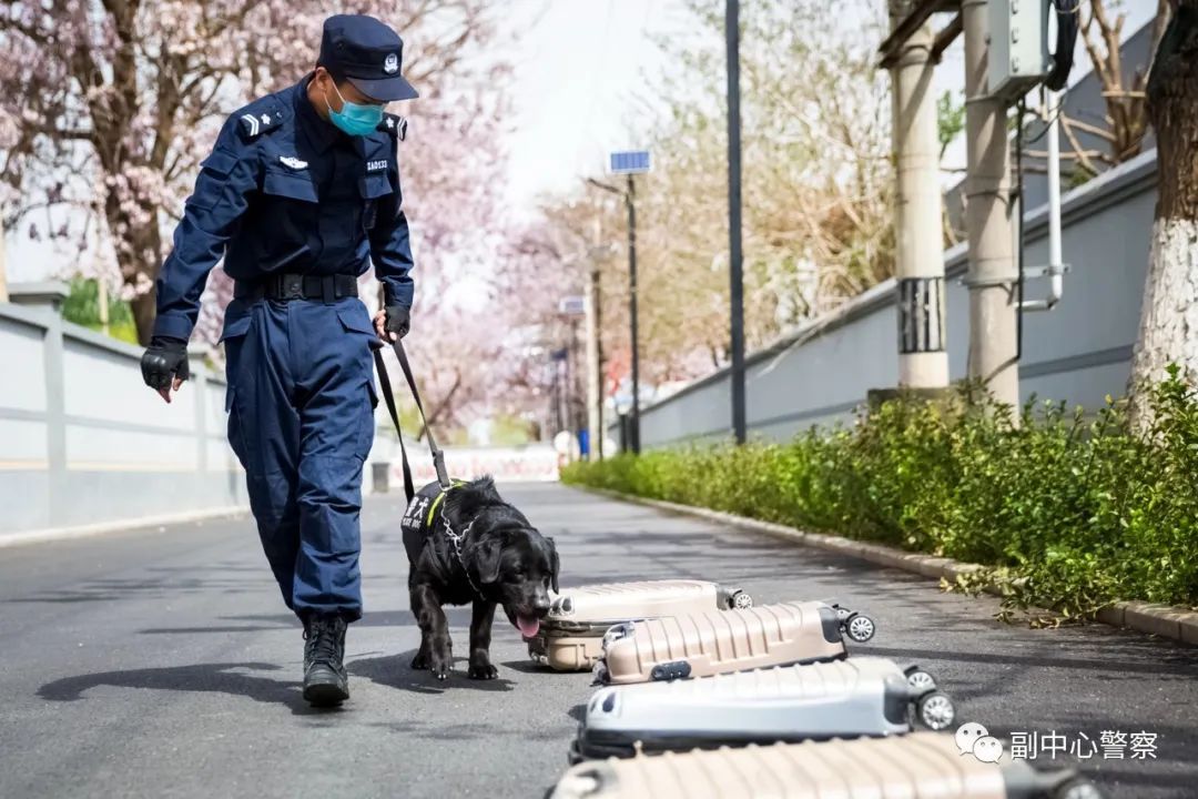 警犬当“汪星人”加入警队后……