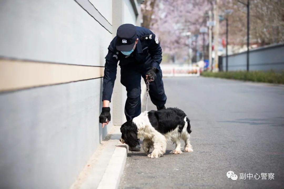 警犬当“汪星人”加入警队后……