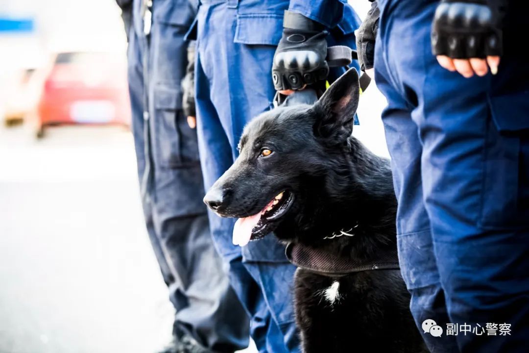 警犬当“汪星人”加入警队后……