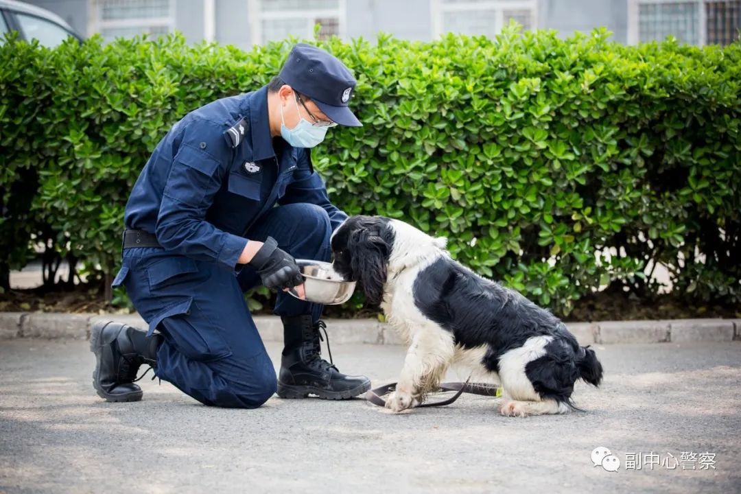 警犬当“汪星人”加入警队后……