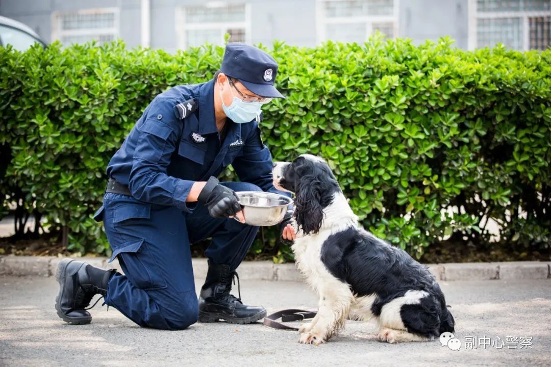 警犬当“汪星人”加入警队后……