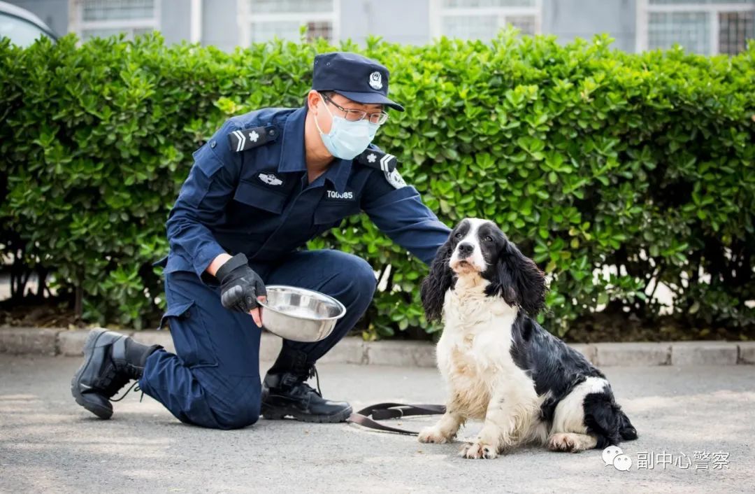 警犬当“汪星人”加入警队后……