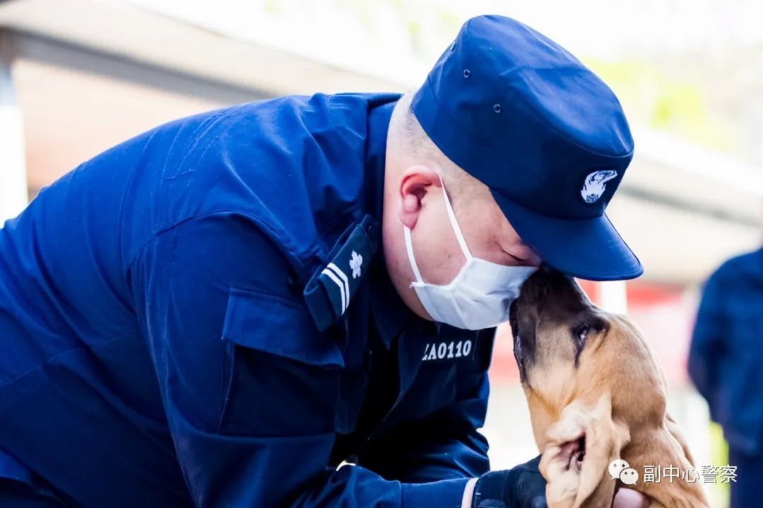 警犬当“汪星人”加入警队后……