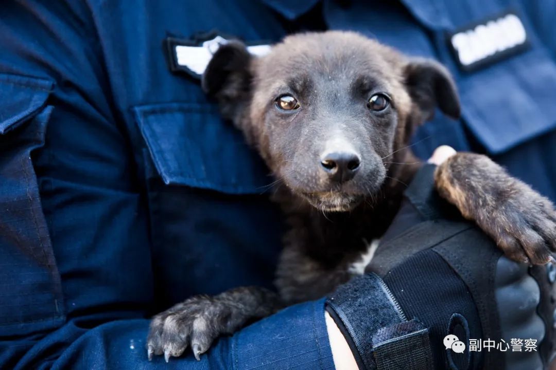 警犬当“汪星人”加入警队后……