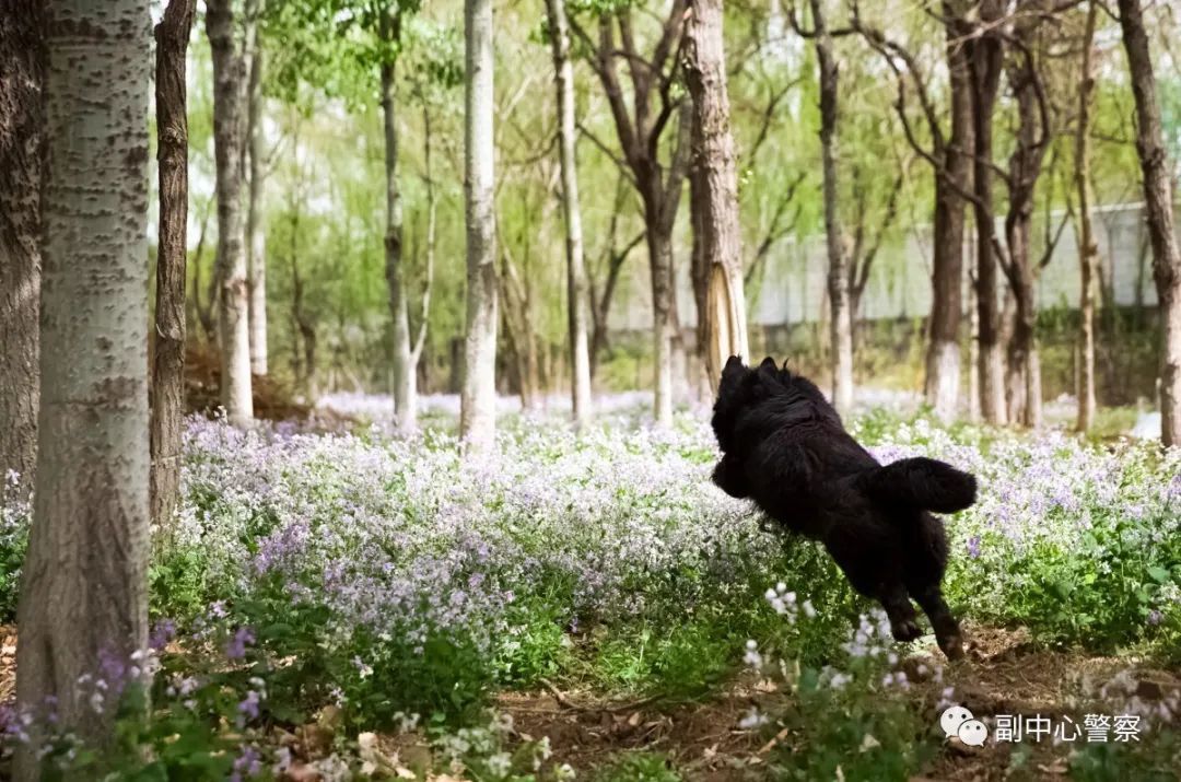 警犬当“汪星人”加入警队后……