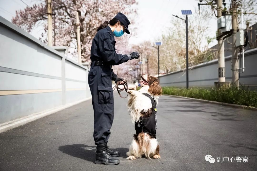 警犬当“汪星人”加入警队后……