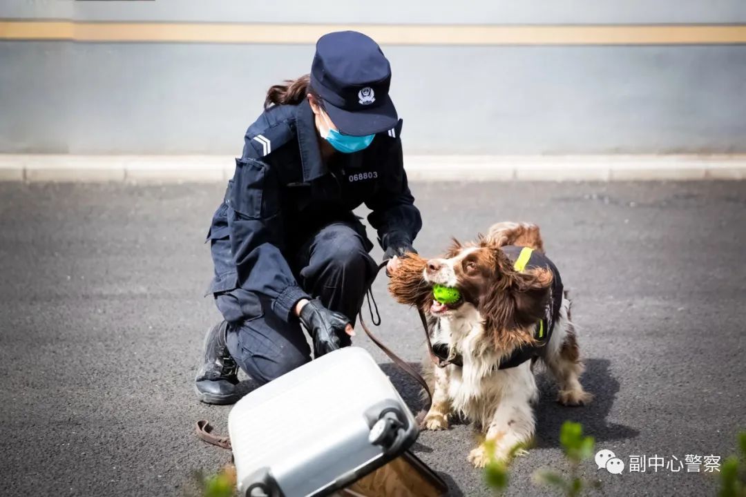 警犬当“汪星人”加入警队后……