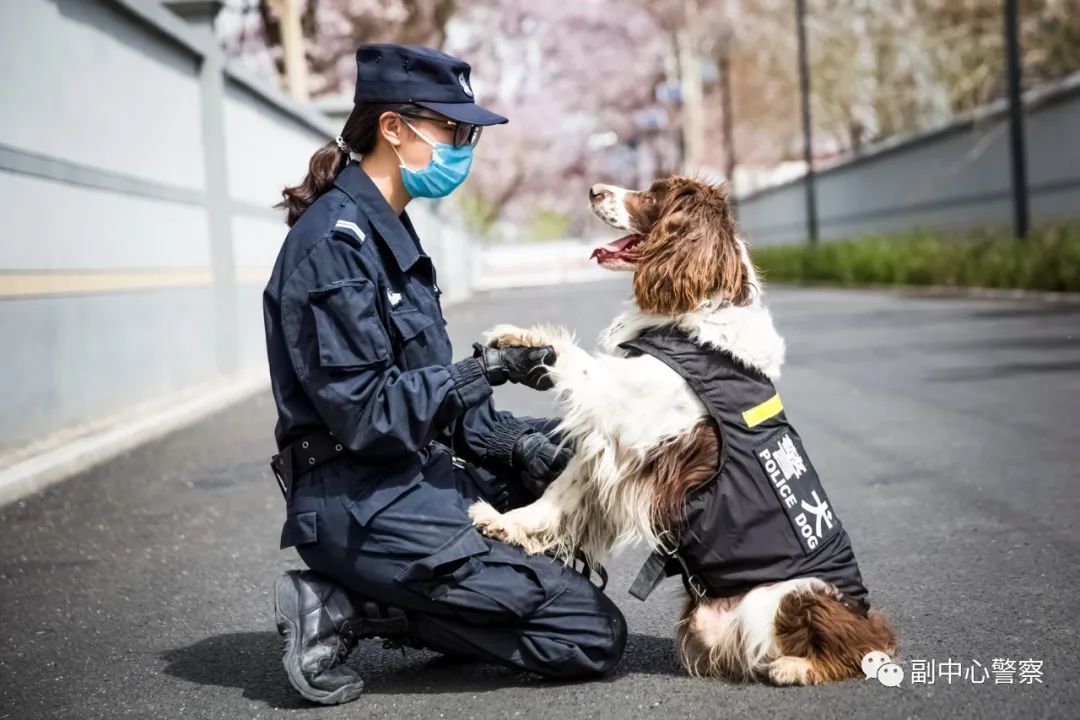 警犬当“汪星人”加入警队后……