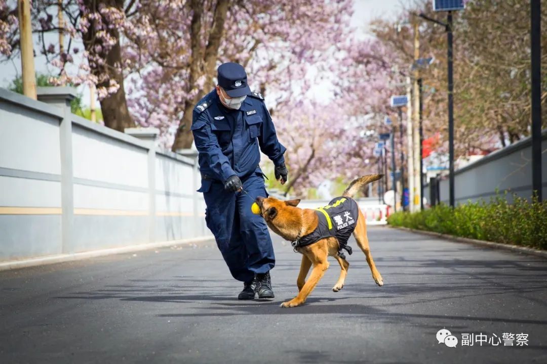 警犬当“汪星人”加入警队后……