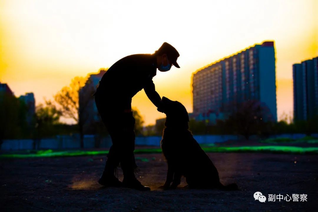 警犬当“汪星人”加入警队后……