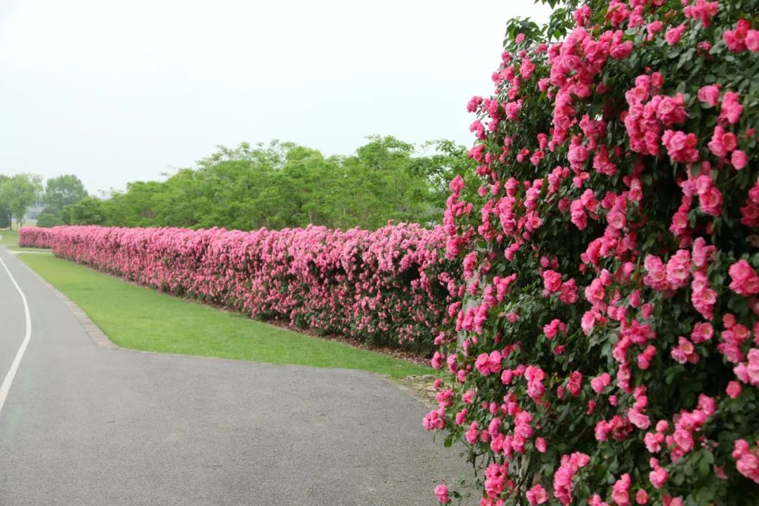 惊艳月季盛开松江这条花路风景你错过了吗