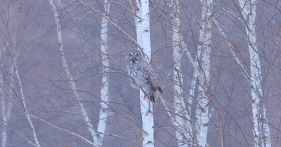 动物瞧这猛禽......脸盘可真大！