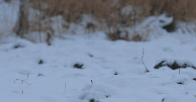 动物瞧这猛禽......脸盘可真大！