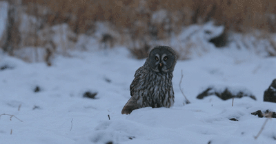 动物瞧这猛禽......脸盘可真大！