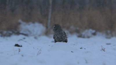 动物瞧这猛禽......脸盘可真大！