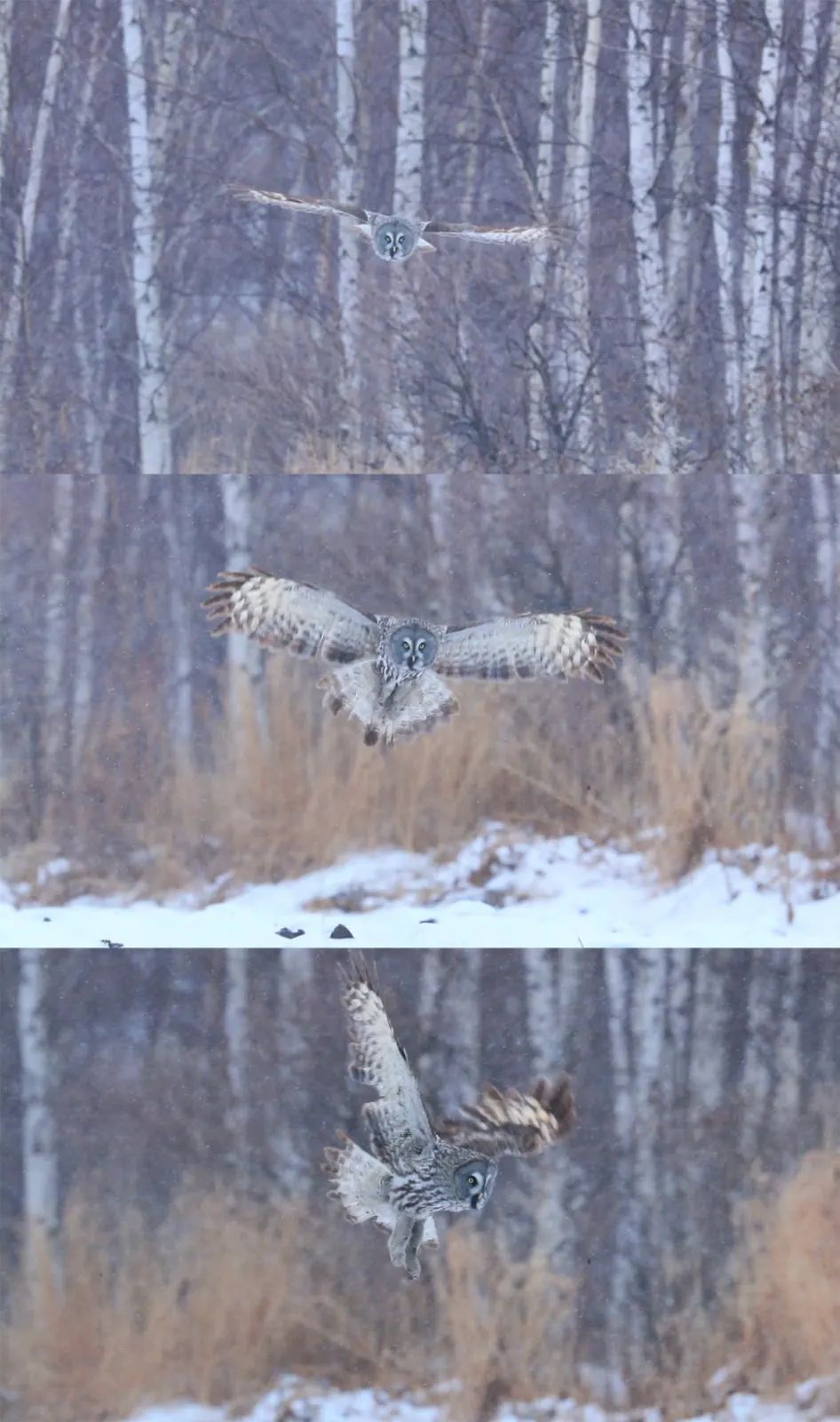 动物瞧这猛禽......脸盘可真大！