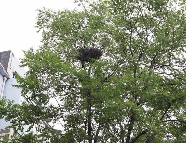 社会谁捅了鸟窝，又让它们住进“人工新家”？北京通报小区拆鸟窝事件→