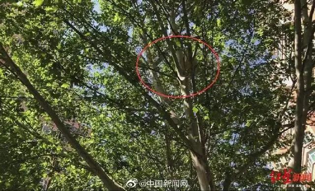 社会谁捅了鸟窝，又让它们住进“人工新家”？北京通报小区拆鸟窝事件→