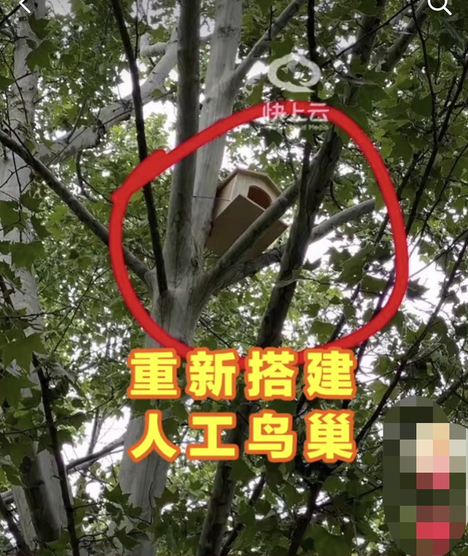 社会谁捅了鸟窝，又让它们住进“人工新家”？北京通报小区拆鸟窝事件→