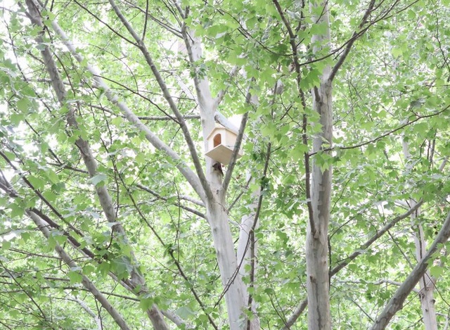 社会谁捅了鸟窝，又让它们住进“人工新家”？北京通报小区拆鸟窝事件→