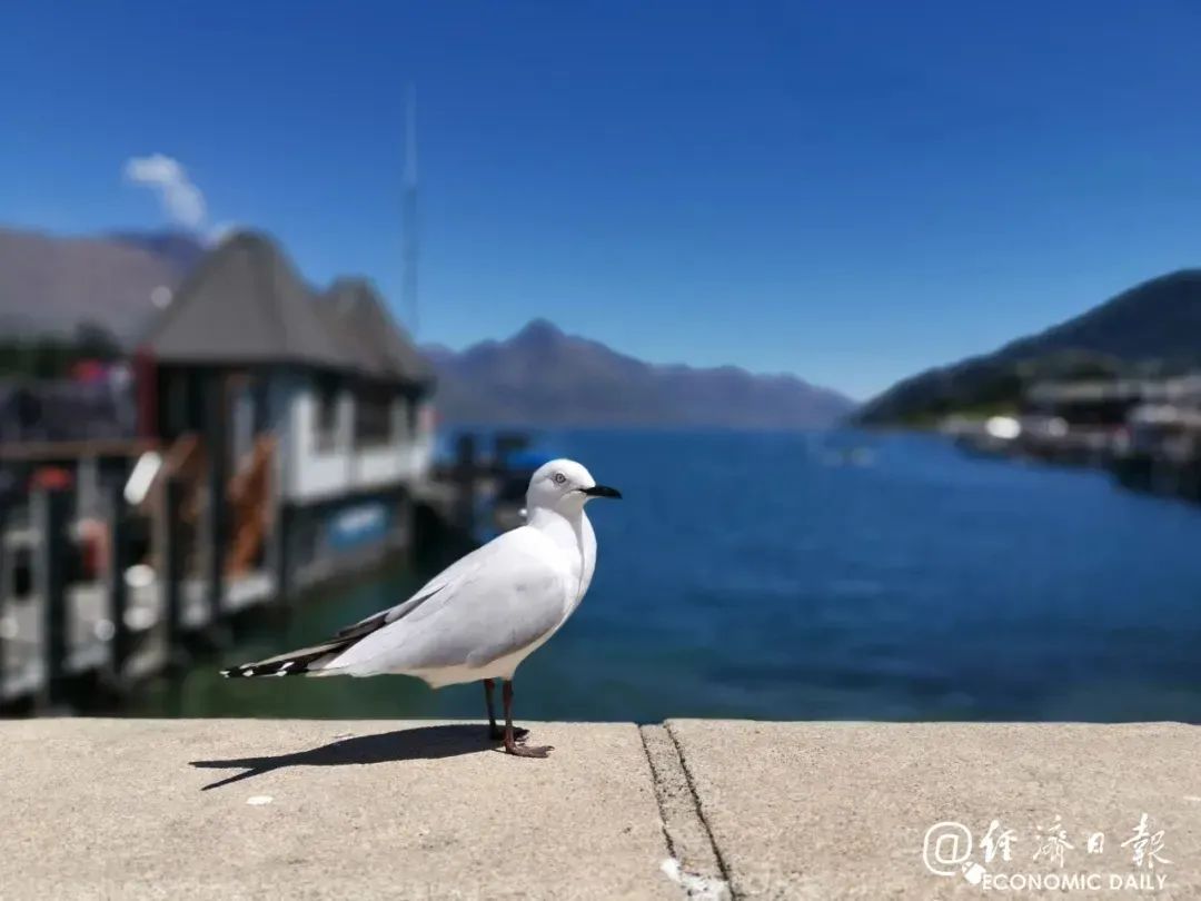 社会一桩“鸟事”，哭笑不得