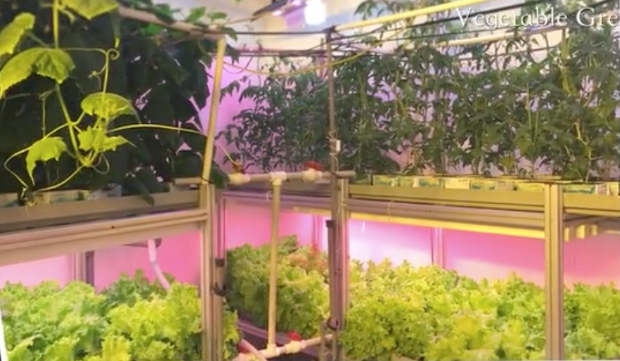 南极中国站在南极种菜，来“蹭网”的俄罗斯站这样礼尚往来…