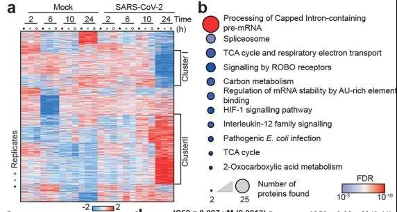科学《自然》：终于搞清了新冠病毒会怎样搞乱细胞通路，而它的弱点也暴露了