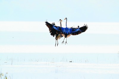 光明日报水库浅滩好生机