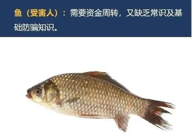 安防宝典警方紧急提醒小心杀鱼盘骗局