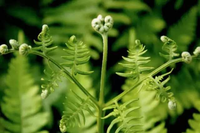 中国习俗今日小满，小得盈满，小满节气传统习俗为何要吃“苦”？