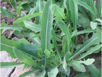 中国习俗今日小满，小得盈满，小满节气传统习俗为何要吃“苦”？