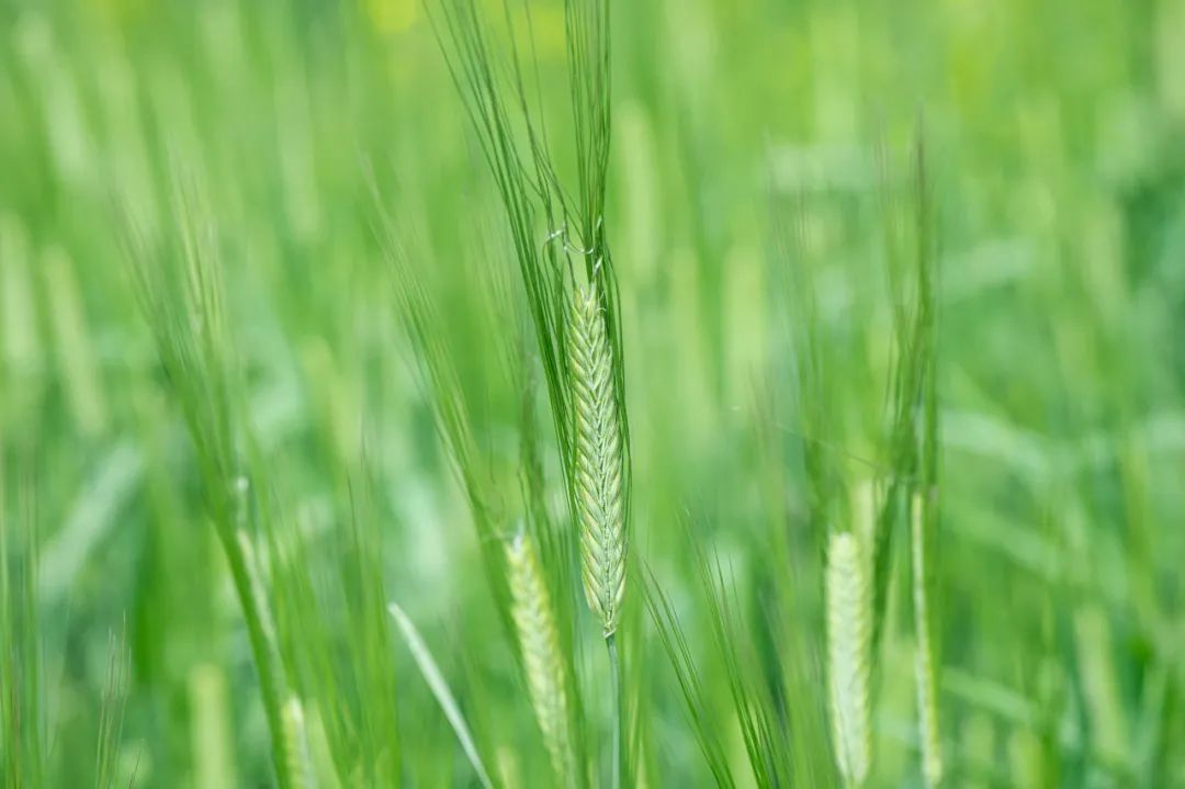 今日小满 | 将满未满，是人生最好的状态