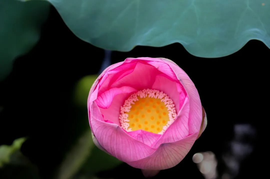 今日小满 | 将满未满，是人生最好的状态