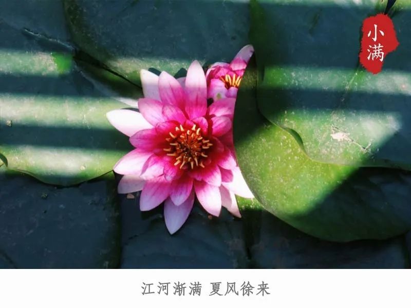 小满今日小满丨江河渐满 夏风徐来