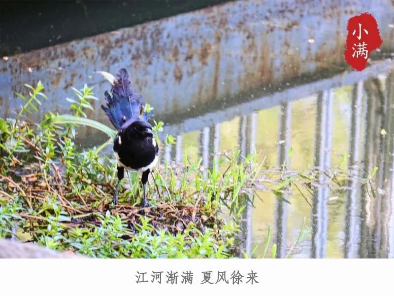 小满今日小满丨江河渐满 夏风徐来