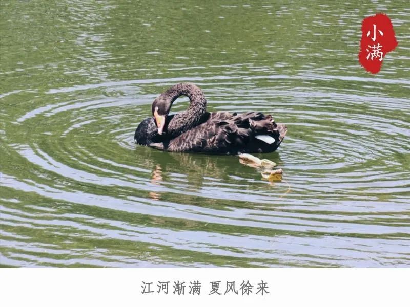 小满今日小满丨江河渐满 夏风徐来