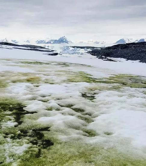 南极南极突现“绿雪”，竟是世界气候变暖所致