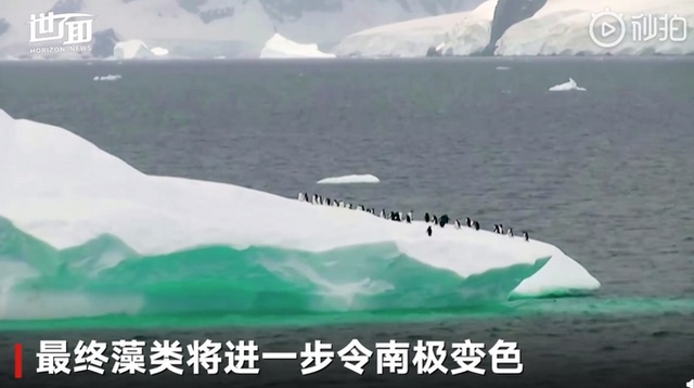 南极南极又又又上热搜了，这次是因为“绿色的雪”……