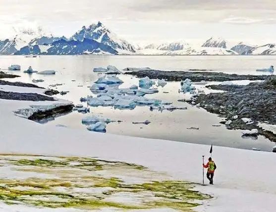 南极南极又又又上热搜了，这次是因为“绿色的雪”……