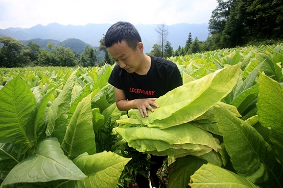 财经|烟怎么你了，你非要抽它？