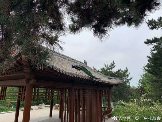 北京101中学|校宠又“逃课”啦！北京101中学6只孔雀集体“出逃”