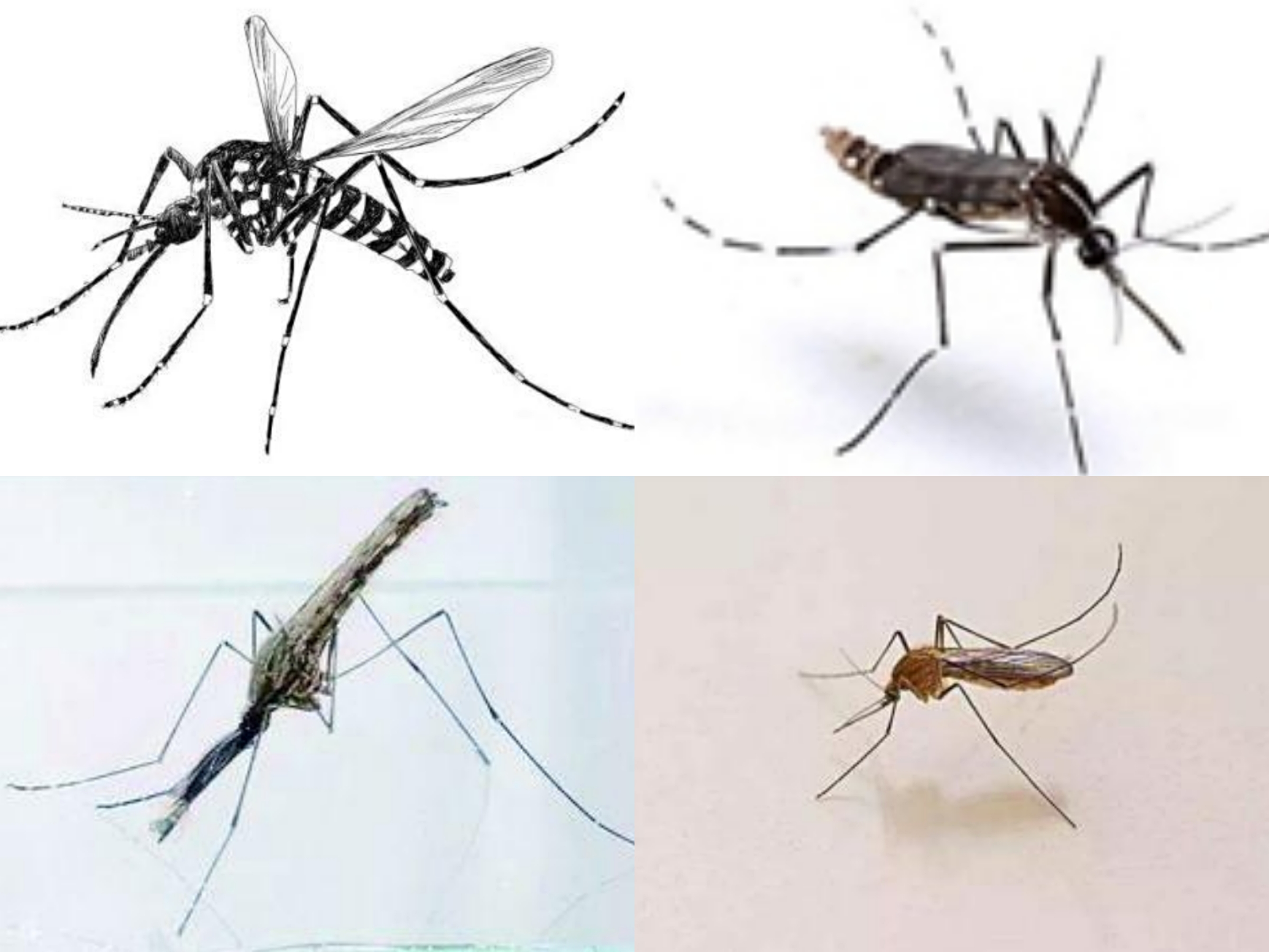 蚊子图片 种类图片